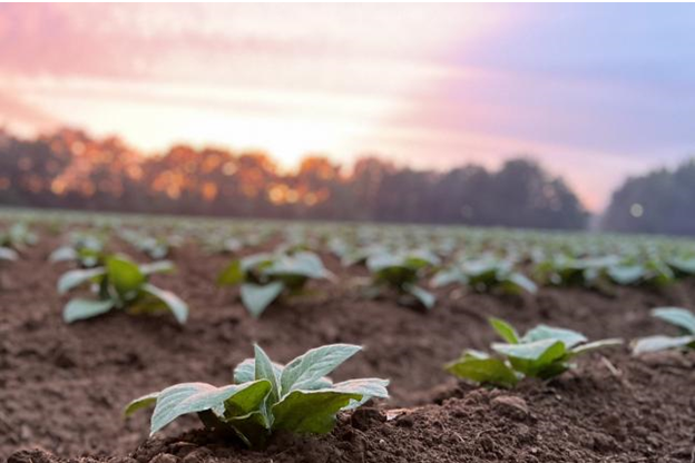 AgCarolina Diverstiy, Equity & Inclusion