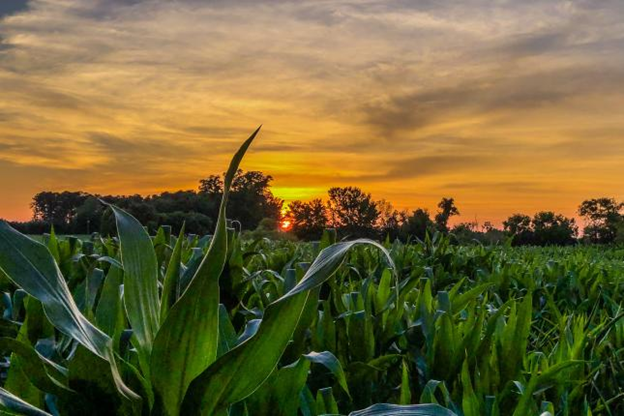 AgCarolina Equal Employment Opportunity