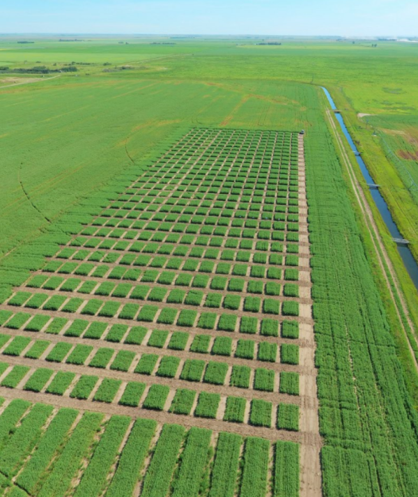 Aerial view of green crop fields in a grid pattern with dirt paths and a canal on the right.