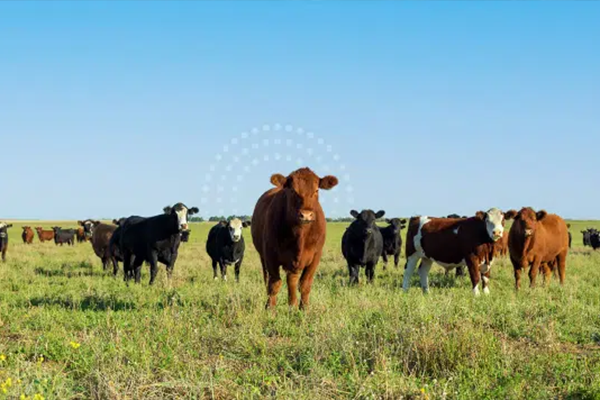 Herd of beef cows in a field